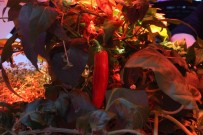 Günes Ve Toprak Olmadan 105 Türde Bitki Yetistirildi