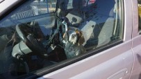Kaza Yapinca Panikle Köpegini Aracinin Içinde Unuttu