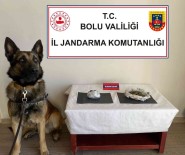 Uyusturucu Tasiyan Yolculari Dedektör Köpek Yakaladi