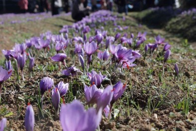 45 Günde 4 Milyonluk Hasat