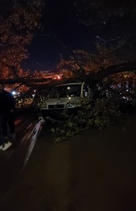 Bursa'da Siddetli Lodos Hayati Felç Etti, Agaçlar Araçlarin Üzerine Devrildi