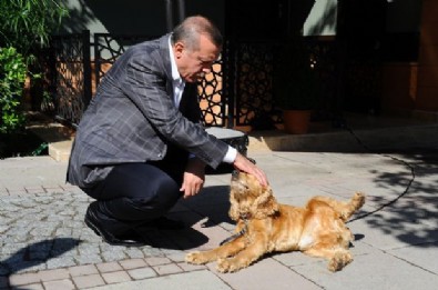 Cumhurbaşkanı Erdoğan: Belediyeler başıboş sokak hayvanlarını toplamalı