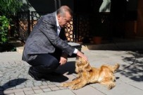 Cumhurbaşkanı Erdoğan: Belediyeler başıboş sokak hayvanlarını toplamalı