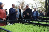 Düzce'de 'Salata, Marulsuz Olmaz' Projesi Basladi