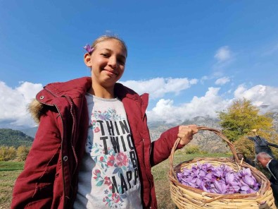 Iki Dönümden Sadece 500 Gram Çikiyor, Grami 60 TL'den Alici Buluyor