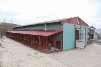 Van'da Yasakli Irk Köpekler Için Özel Alan Olusturdu