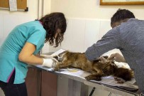 Yarali Çakal 3 Saatlik Operasyonla Sagligina Kavustu