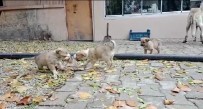 Aç Kalan Yavru Köpeklerin Kavgasi Gülümsetti