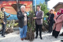 Atakum'da Üreticiye Ceviz Fidani Destegi