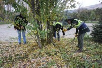 Bayburt Belediyesinden Agaç Budama Çalismasi