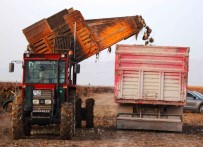 Konya'da 1 Milyon Dekar Alanda Seker Pancari Hasadi Devam Ediyor
