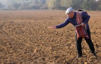 Mentese'de Karakilçik Ata Tohumu Toprakla Bulustu