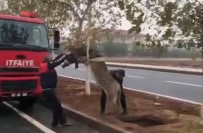 Sanliurfa'da Çukura Düsen Esek Kurtarildi