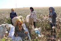 Terörün Yerini Huzura Biraktigi Cudi Dagi Etekleri Pamuk Tarlalarina Dönüstü