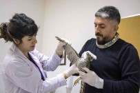 Yarali Atmaca Tedavi Altinda