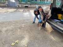 Aslanapa'da Kedi Ve Köpeklere Kuduz Asisi