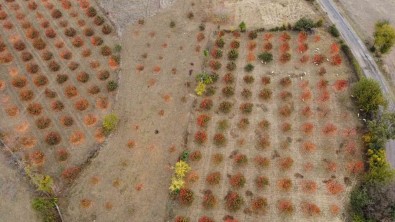 Kozan Hurmasi, Lezzetini Tescillemek Istiyor