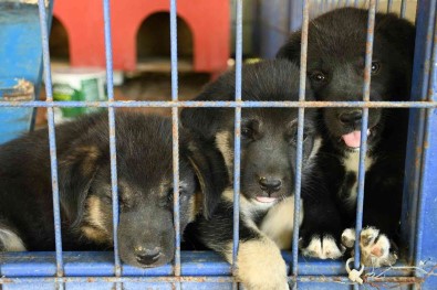 Kusadasi Belediyesi 950 Hayvani Ömürlük Yuvasina Kavusturdu