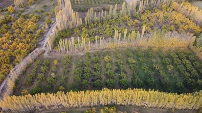 Agri Dagi Eteklerindeki Irem Baglari Renkleri Ile Büyülüyor