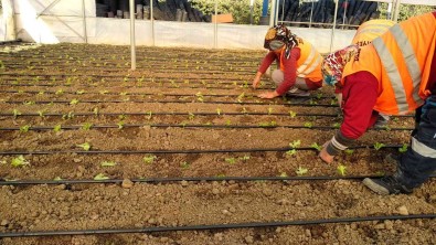 Belediyeden Ihtiyaç Sahiplerine Marul Destegi
