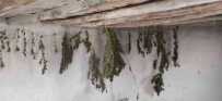 Çiftlik Evinde Hint Kenevirini Çamasir Asar Gibi Asarak Kurutan Zanlilar Suçüstü Yakalandi