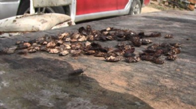 Kokarca böceği Gürcistan'ın sınır köylerinde yeniden artış gösterdi