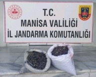 Zeytin Hirsizligi Süphelisini Kamera Kayitlari Yakalatti