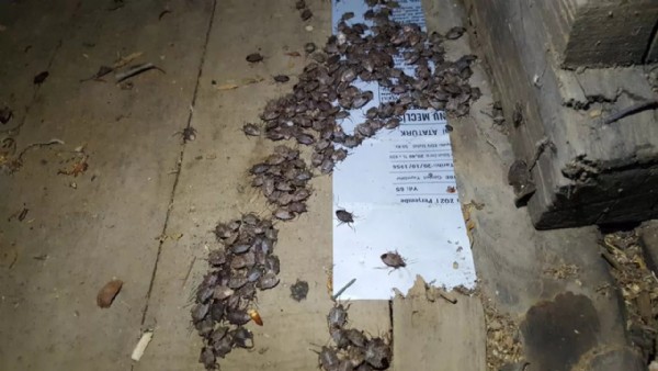 Kokarca böceği Gürcistan'ın sınır köylerinde yeniden artış gösterdi