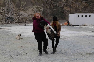 Sular Altinda Kalacak Olan Yusufeli'nde Sokak Hayvanlari Da Tasiniyor