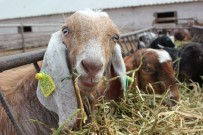 TIGEM'de Halep Keçisi Sayisi Her Geçen Gün Artiyor