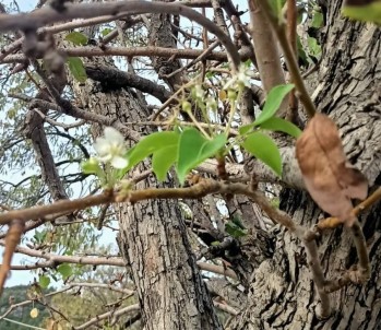 Datça'da Armut Agaci Kasim Ayinda Çiçek Açti