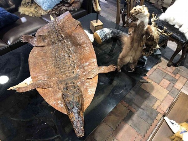 İstanbul'da farklı türde onlarca hayvana ait postlar ele geçirildi