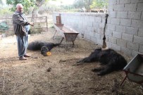 Mersin'de Basibos Köpek Dehseti Açiklamasi Agildaki Keçileri Telef Ettiler