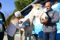 Hirsizlik Yapanlar Siddet Uygulayip Ölüme Terk Etti... Belediye Sahip Çikti