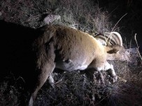 Izinsiz Keçi Avi Pahaliya Patladi, Çeyrek Milyon Lira Cezadan Kaçamadilar