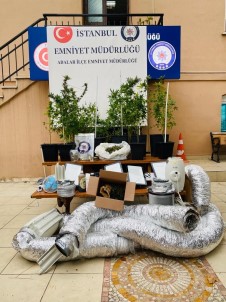 Büyükada'da Uyusturucu Imalati Yapilan Evde 15 Kök Kenevir Ele Geçirildi