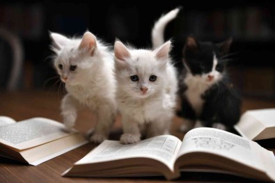 Edebiyatseverler Kedili Tekke'de Bulustu