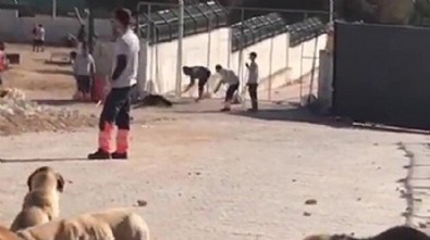 Konya'da barınaktaki hayvanların telef edildiği iddialarına ilişkin 2 şüpheliye gözaltı kararı