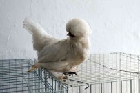 Mentese'de Kümes Hayvanlari Gösterisi Basladi