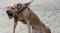 Tekirdağ'da pitbull dehşeti: 10 yaşındaki çocuğu bacağından ısırdı