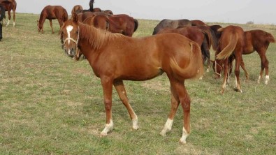 Bu Atlar Para Basiyor