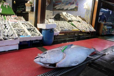 Dev Orkinos Ilgi Odagi Oldu