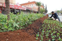 Kilis'te Parklara Kis Bitkileri Dikiliyor