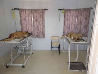 Batman'da 5 Bin 981 Sokak Hayvani Tedavi Edildi