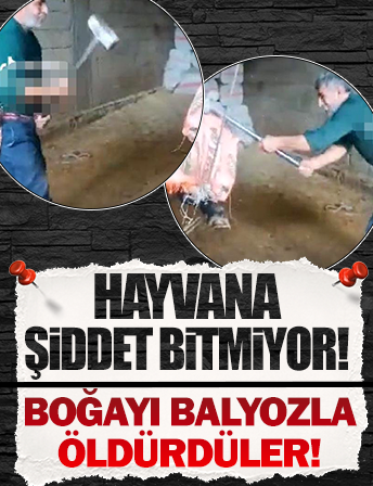 Boğayı balyoz ile başına vura vura öldürdü! İşte infial yaratan görüntü!