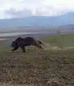 Dev Ayi Arazide Böyle Görüntülendi