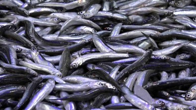 Sofralarin Gözdesi Hamsi Sinop'ta 25 Lira