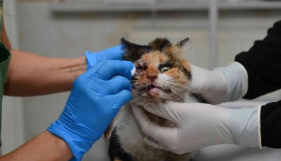 Trafik Kazasinda Agir Yaralanan Kedi, Ameliyatla Hayata Döndürüldü