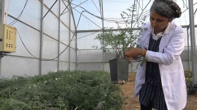 Kislik Sebze Tohumunda Disa Bagimlik Ortadan Kalkacak