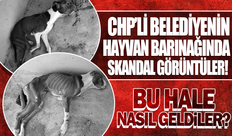 Odunpazarı hayvan barınağında dehşet görüntüler